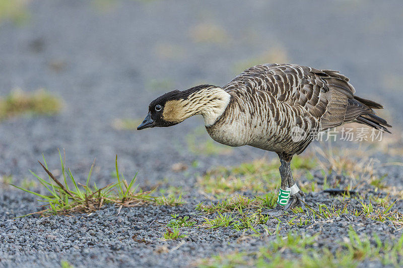 Nene，也被称为夏威夷鹅(Branta sandvicensis)是夏威夷群岛特有的一种鹅。Nene是夏威夷的官方鸟，它只在毛伊岛、考阿岛ʻi和夏威夷ʻi的野外被发现。夏威夷,H